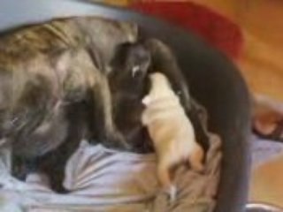 Bouledogue français