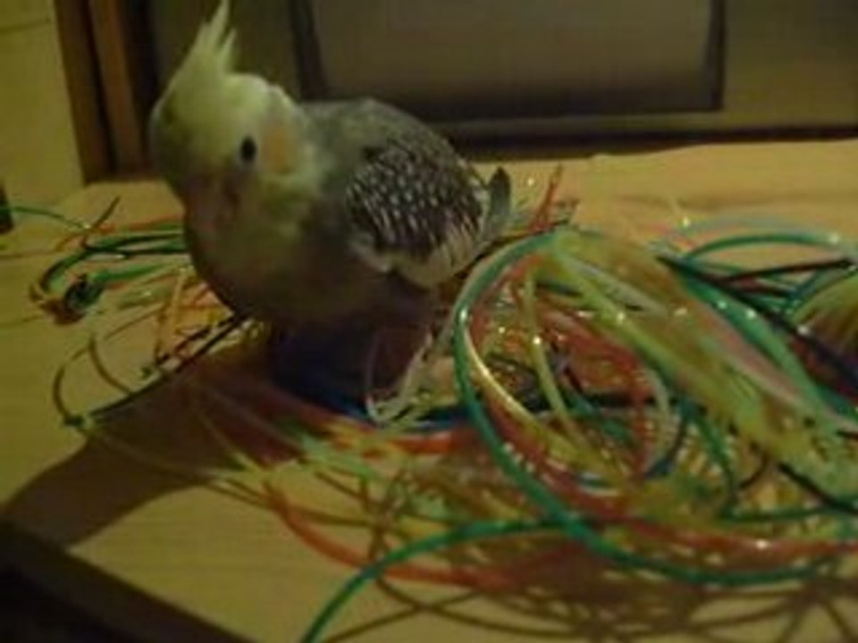 kiwi et les scoubidoos