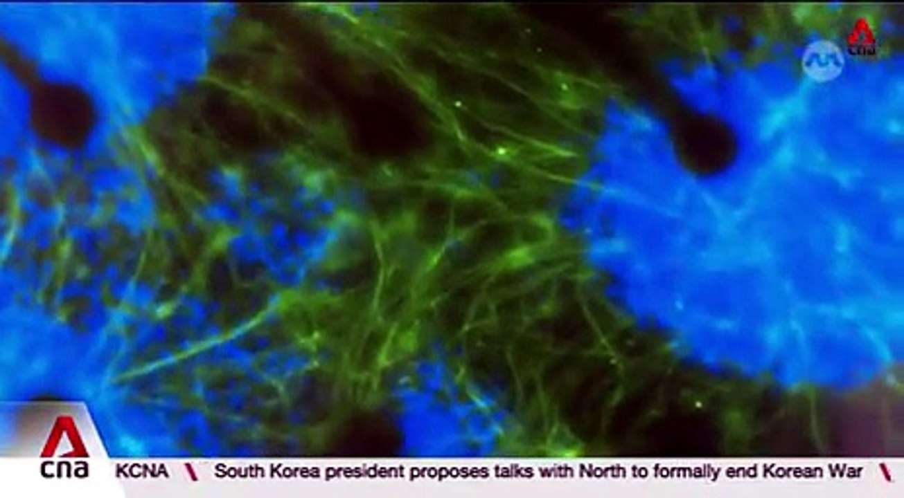 Checkmate desert born person, The FAR EAST win the race - video Dailymotion