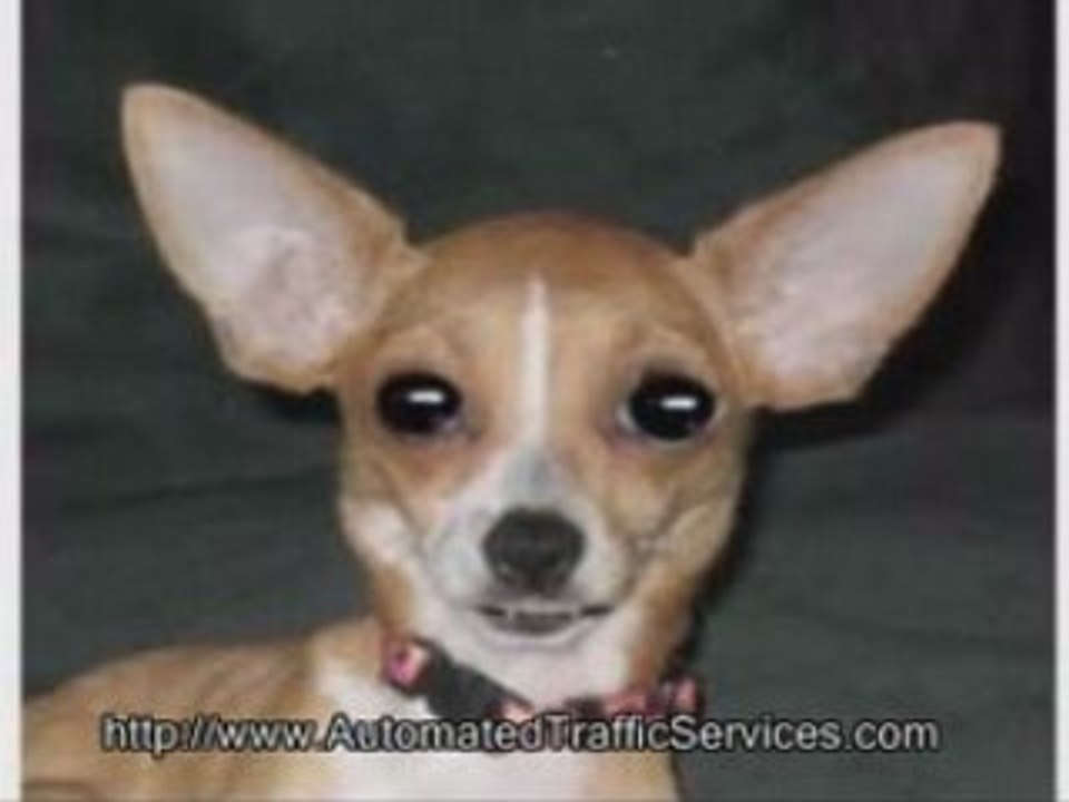 Guaranteed Web Traffic