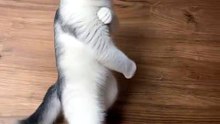 Funny Cat Videos 😻 Adorable Cats #catfunny