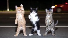 Funny Cat Videos 😻 Adorable Dancing Cats #catfunny