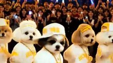 Funny Dog Videos 😻 Adorable Dancing Dog #Dogfunny #catfunny
