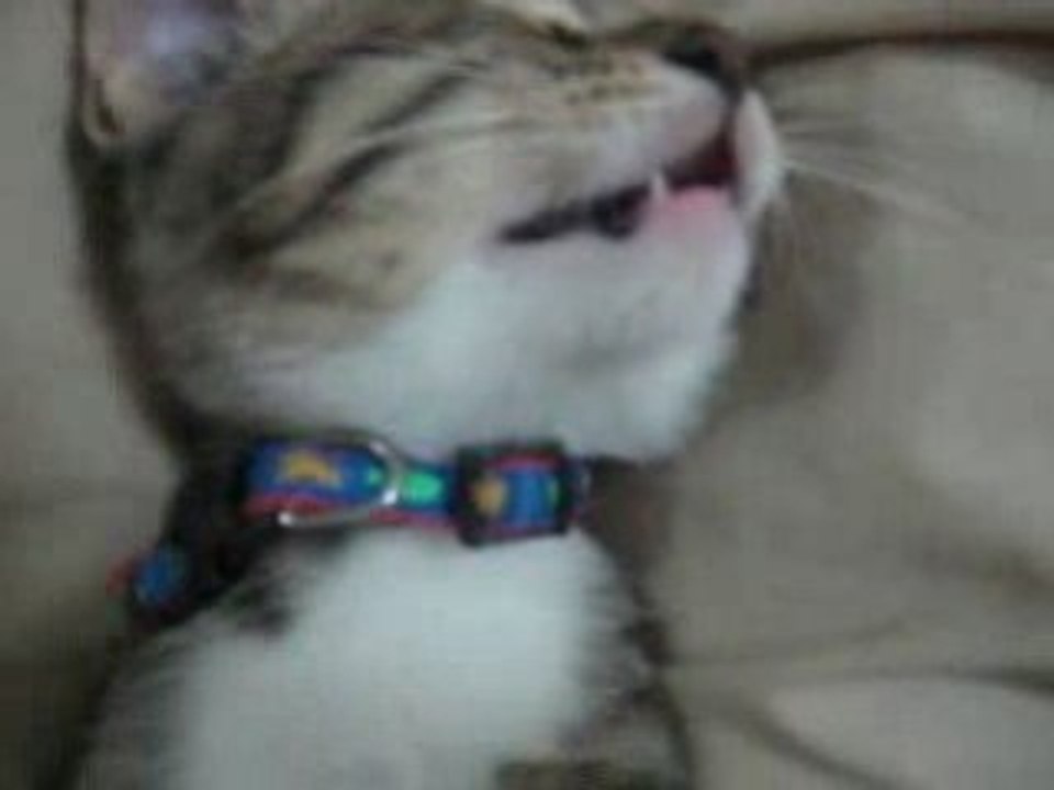 Ecstasy Cat