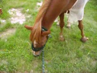 mon poons