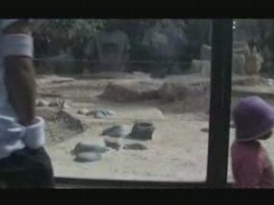Dv10zoo-1