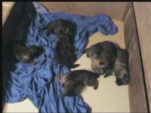 Chiots vodka le 18 aout 2008