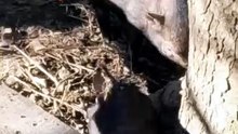 I can_t resist a good Bad Bunny 🤭👯‍♂️ #pigsoftiktok #twerk #pigs