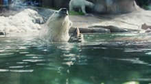A closer look at how polar bears hunt for fish