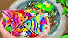 I Catch Freshwater Aquarium Fish in Small Pond Baby Turtles, Ranchu, Betta Koi, Glass Fis, Dwarf Frogs