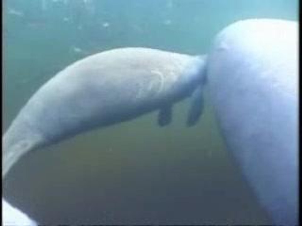 manati