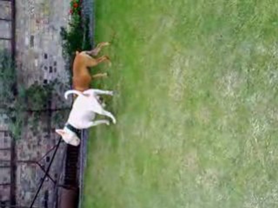 Bull staff boxer