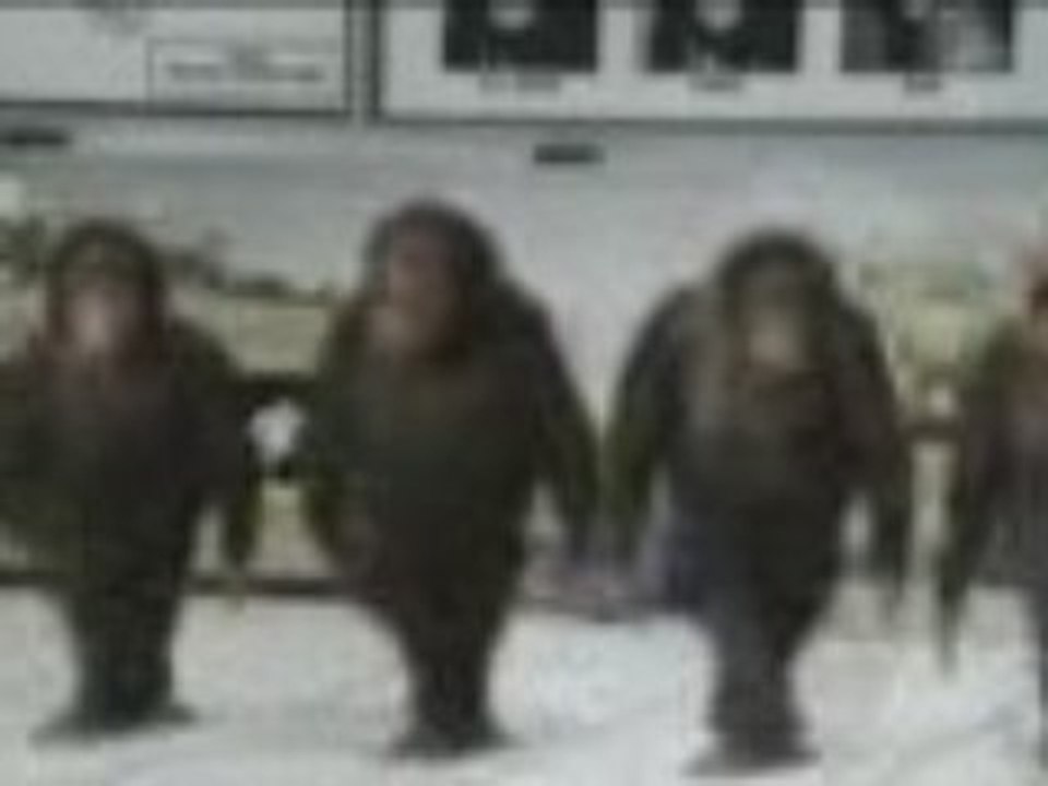 les singes qui danse