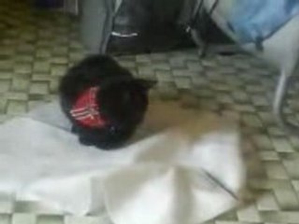 un chat qui pet un plomb