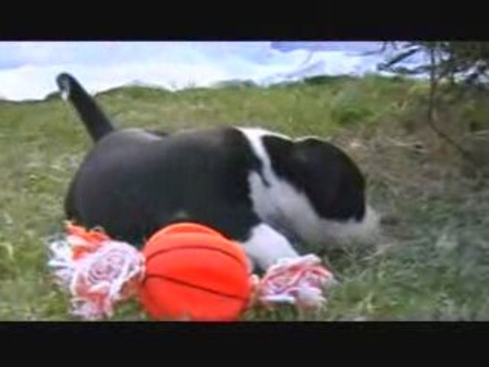 Chiots dehors 3
