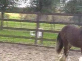 twix aux crins de soie