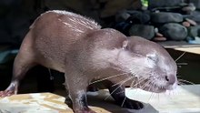 Una mañana con Lola, la nutria que adora a su papá 🥹