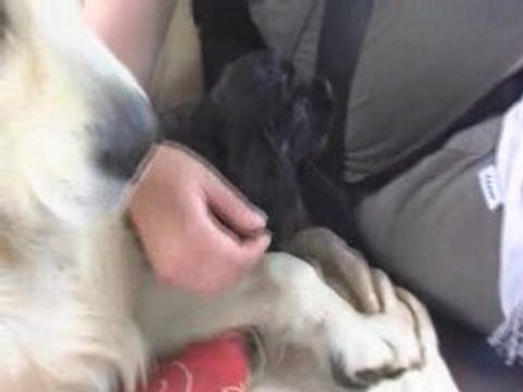 cocker americain N&F