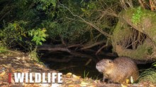Hidden Wildlife Camera Captures a Wild Nutria by a Forest Stream