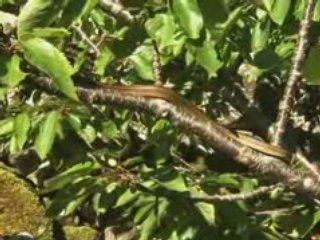 Ibisca 2008 : Sous les pierres…