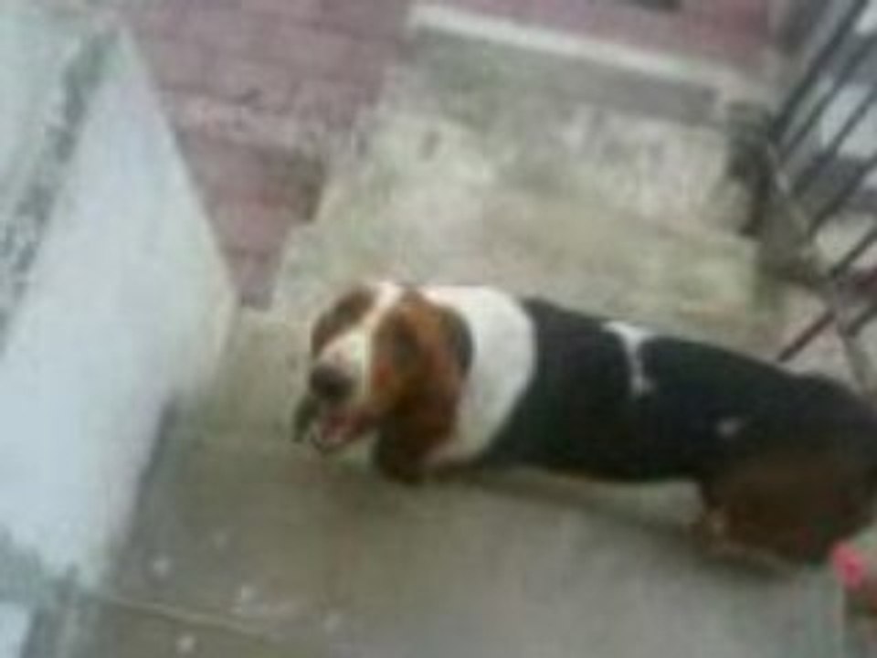 Bridget