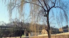 Trees Are Tortured to Make Cricket Bats 🌿🏏