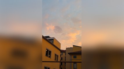 Milano, la spettacolare danza di uno stormo di uccelli