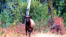 Hunting Elk: The Idaho Mountains Call for a Giant  Bull