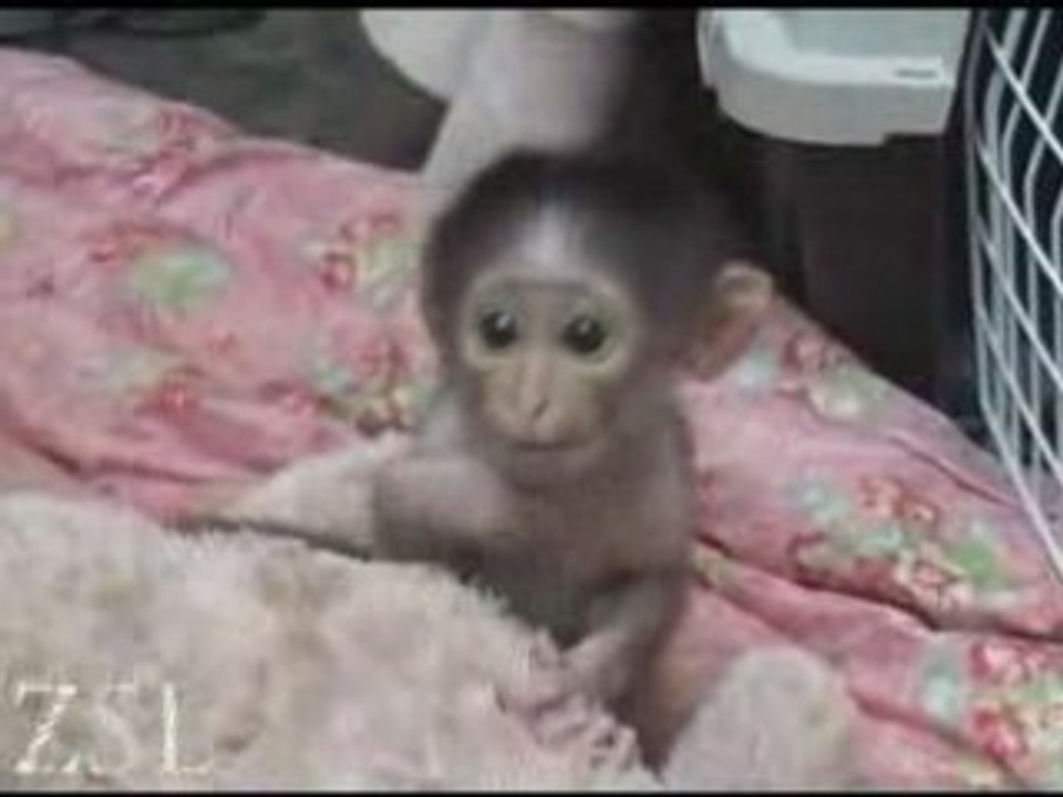La scimmietta e il peluche