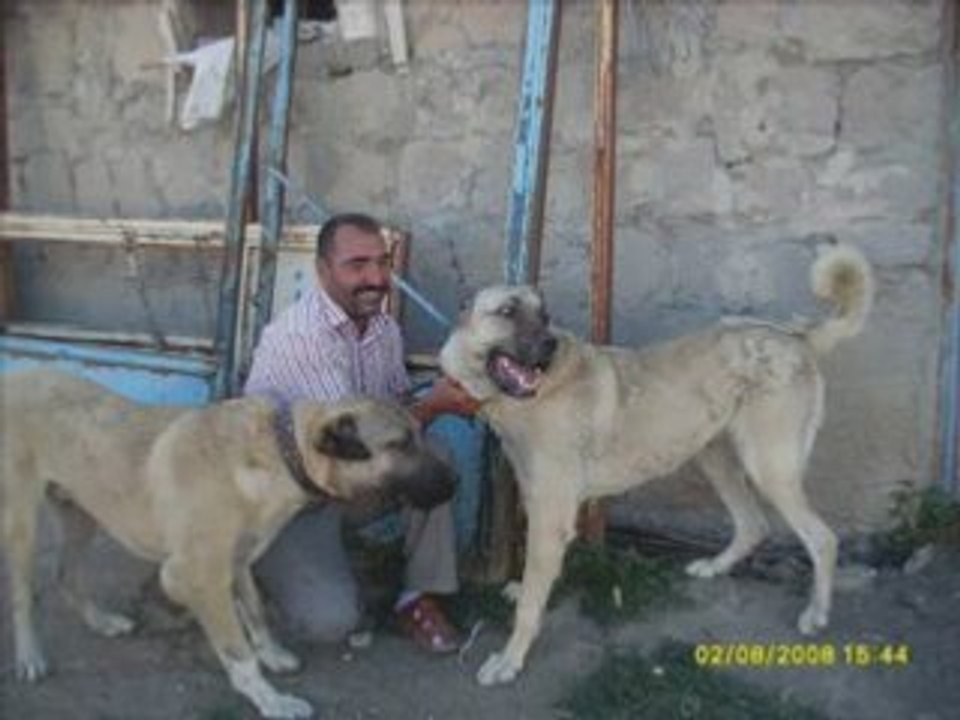 SIVAS KANGAL 5