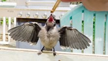 Woman Feeds Baby Blue Jay Once And Everything Changes