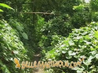 Anse Couleuvre La distillerie et les plages au Precheur