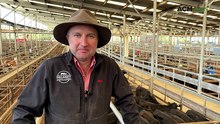 Feedlots and northern buyers drive steady Leongatha store cattle market