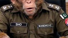 Monkey police officer 🤣🤣