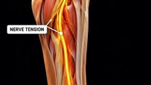 😳 This Tiny Nerve Helps Control Every Step You Take
