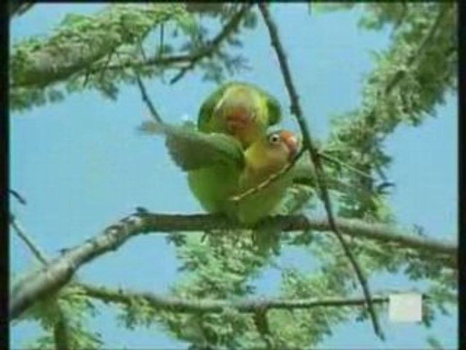 la vie privee des animaux . part 6 de 7