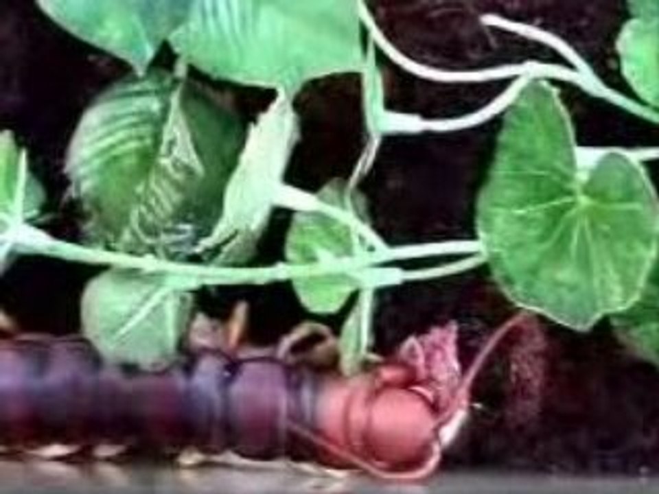 Centipede de 25cm mange une souris !!!