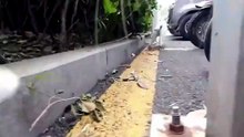 What Outdoor Cats Actually Do All Day | Cat POV Collar Camera