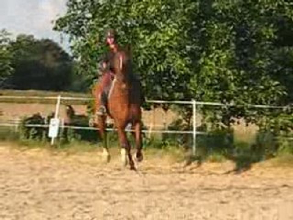 cheval de dressage 1