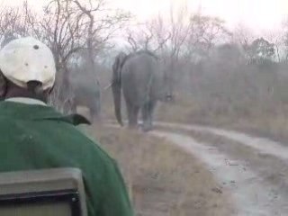 charge d'elephant en afrique du sud