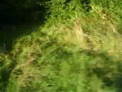 xps réplica CR kit 75cc top rose dans les bois