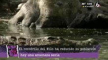 Hermès ¿está acabando con los cocodrilos del Nilo?