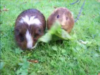 chipie & caramelle