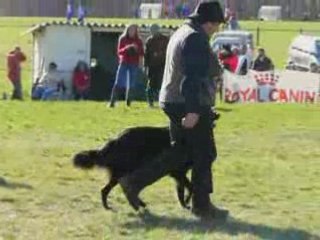 29.03.08 Concours d'obeissance de Favard (19) classe 2