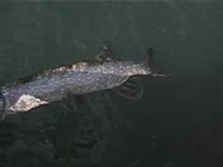 Brochet 19/08/2008