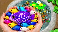 I Catch Freshwater Aquarium Fish in Small Pond Baby Turtles, Neon Tetra, Angelfish, Ram, Dwarf Frogs