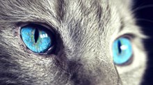 2024 study confirms slow blinking at cats actually works