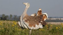 Meet the 11 heaviest flying birds in the world