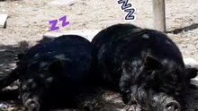 I know a few that I could identify here.... Myself included 🤭💤 #pigsoftiktok #pigs #sleepy