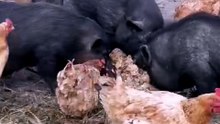 One Portuguese Musical 🌽🥬🎶 #animals #eatit #farm